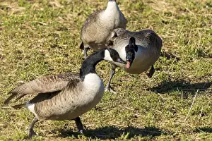 Feral Prints: Three geese in a meadow in the sun