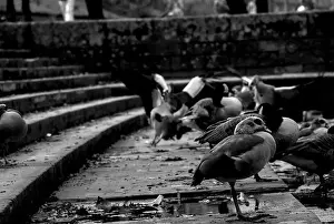 Geese Flying Prints: geese by the river
