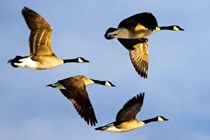 Geese Prints: Some geese in the sky one has its wings spread while one is flying with its