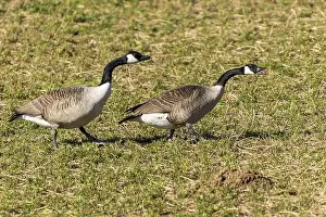 Canadian Gooses Prints: Two geese walking across a grassy meadow