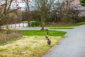 Geese Prints: Two geese walking near paved path in spring park with blossoming trees and river in background