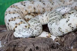Snake Prints: Gefleckte Klapperschlange / Speckled rattlesnake or Mitchell's rattlesnake / Crotalus mitchellii pyrrhus