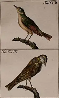 Bookdecade Prints: Gemeinnützige Naturgeschichte Deutschlands nach allen drey Reichen