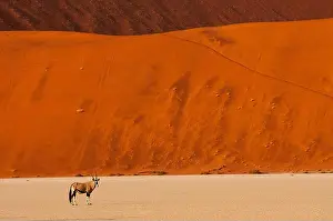 Namibia Prints: Gemsbok or Orix anthelope near the red dunes at Sossusvlei