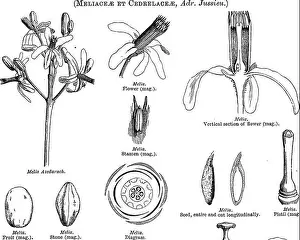Booksubjectbotany Prints: A general system of botany, descriptive and analytical