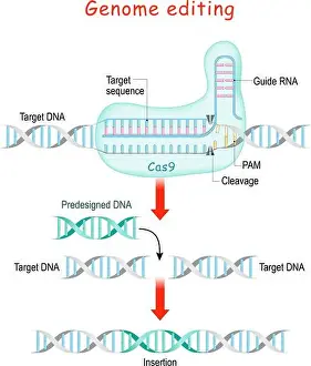 Mutation Prints: Genome editing. Molecular Surgery with CRISPR and Cas9