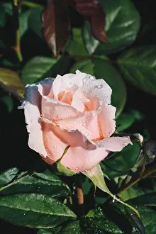Raindrop Prints: Gentle rose with drops of dew on floral background