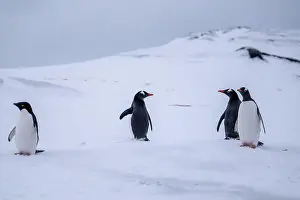 Pygoscelis Adeliae Prints: Gentoo and Adelie penguins in Antarctica. Wild nature