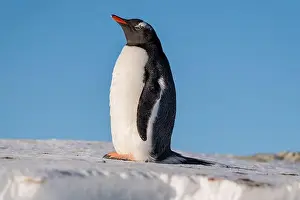 History House Prints: Gentoo penguin in Antarctica. Wild nature. Snow. South Pole