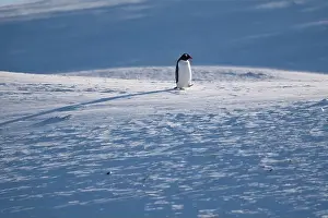 History House Prints: Gentoo penguin in Antarctica. Wild nature. Snow. South Pole