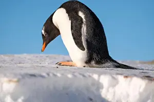 History House Prints: Gentoo penguin in Antarctica. Wild nature. Snow. South Pole