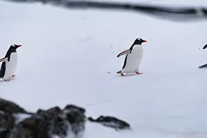 Penguins Prints: Gentoo penguin in Antarctica. Wild nature. Snow. South Pole