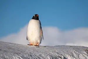 History House Prints: Gentoo penguin in Antarctica. Wild nature. Snow. South Pole