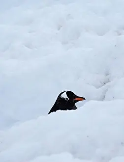 Cruising Prints: Gentoo penguin deep in a penguin snow highway returning to the uphill rookeries