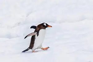 Wild Bird Prints: gentoo penguin (Pyoscelis papua), adult standing on ice, Antarctica