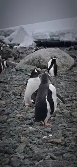 Aspiration Prints: Gentoo Penguins in Antarctica