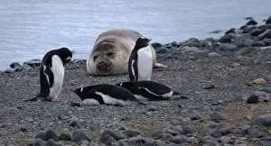 Cruise Ship Prints: Gentoo penguins and elephant seals on a beach at Yankee Harbour
