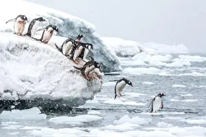 Chilly Prints: Gentoo penguins at Neko Harbour Antarctica