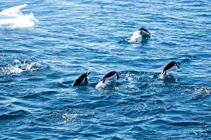 Vernadsky Research Base Prints: Gentoo penguins (Pygoscelis papua) are hunting in the Southern O