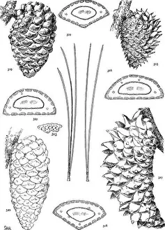 The genus Pinus. Pine. P. MURICATA (315, 316), ATTENUATA (317. 318), RADIATA (319-323)
