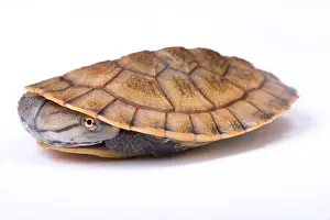 Terrapin Prints: Geoffroy's side-necked turtle, Phrynops geoffroanus