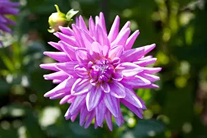Breeds Prints: georgina (Dahlia Worton Blue Streak)