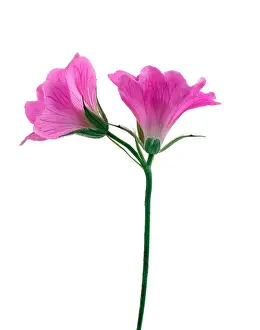Intense Prints: Geranium, Cranesbill