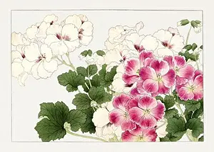 Creative Commons Prints: Geranium flower. Asian art. Japanese flower woodblock art by Tanigami Kônan