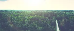 german forest photographed by drone in vintage colors