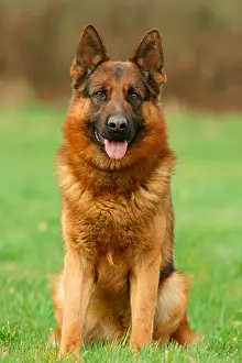 Lengths Prints: German Shepherd Dog, Germany