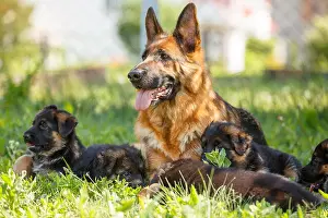 German Shepherd Prints: German shepherd with its puppies resting on grass