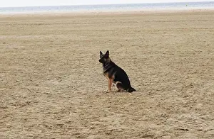 German Shepherd Prints: German shepherd sitting on the sand on a beach