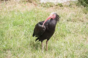 Bald Prints: Gerunticus eremita, Northern bald ibis