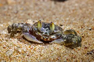 Claw Prints: This ghost crab, Ocypode cordimanus