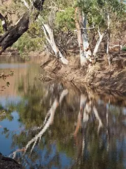 Western Australia Prints: Ghost gums reflected in a billabong on the Tablelands, Kimberley, Western Australia