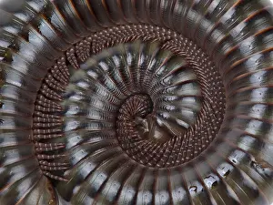 Curls Prints: Giant African Olive millipede (Telodeinopus aoutii)