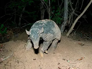 Armadillo Prints: Giant Armadillo (Priodontes maximus) endangered, wild, Pantanal, Brazil