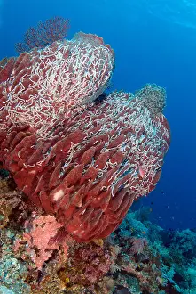 Raja Ampat Prints: Giant Barrel Sponge in Raja Ampat, Pacific Ocean
