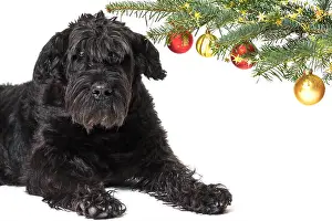 Obedient Prints: Giant Black Schnauzer Dog is lying with a raised head under a branch of a Christmas tree