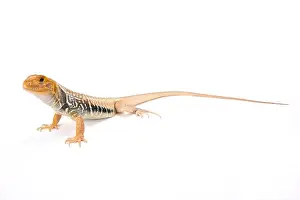Agama Prints: Giant butterfly lizard (Leiolepis guttata), Vietnam