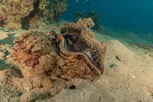 Beneath Prints: Giant Clam in the Red Sea Colorful and beautiful, Eilat Israel