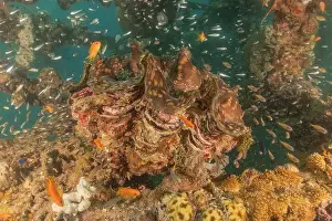 Beneath Prints: Giant Clam in the Red Sea Colorful and beautiful, Eilat Israel