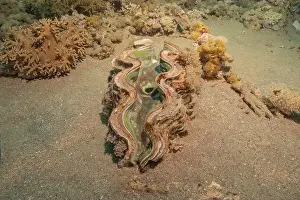 Beneath Prints: Giant Clam in the Red Sea Colorful and beautiful, Eilat Israel