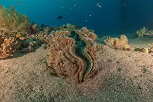 Beneath Prints: Giant Clam in the Red Sea Colorful and beautiful, Eilat Israel