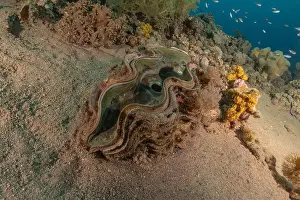 Beneath Prints: Giant Clam in the Red Sea Colorful and beautiful, Eilat Israel