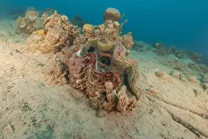 Beneath Prints: Giant Clam in the Red Sea Colorful and beautiful, Eilat Israel
