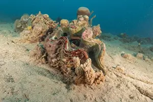 Beneath Prints: Giant Clam in the Red Sea Colorful and beautiful, Eilat Israel