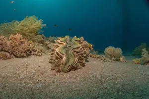 Beneath Prints: Giant Clam in the Red Sea Colorful and beautiful, Eilat Israel