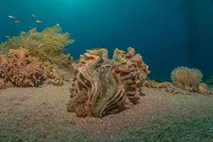 Beneath Prints: Giant Clam in the Red Sea Colorful and beautiful, Eilat Israel