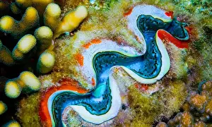 The Nature Conservancy Prints: Giant Clam, Tridacna maxima, Reef Building Corals, Coral Reef, Red Sea, Egypt, Africa